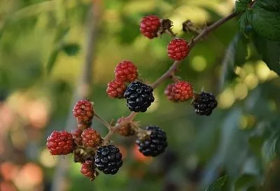 Младшая «сестра» малины: чем полезна ежевика и как лучше ее заготавливать на зиму