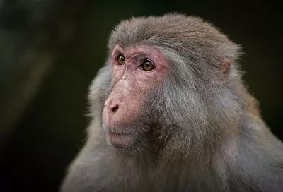 Обезьяна укусила российскую туристку во время прогулки в парке