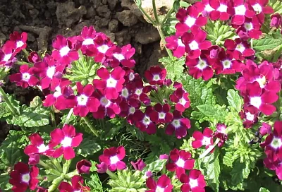 Не цветок, а кормилец: посадил вербену – и пчёлы дуреют от её аромата, опыляют растения, как сумасшедшие