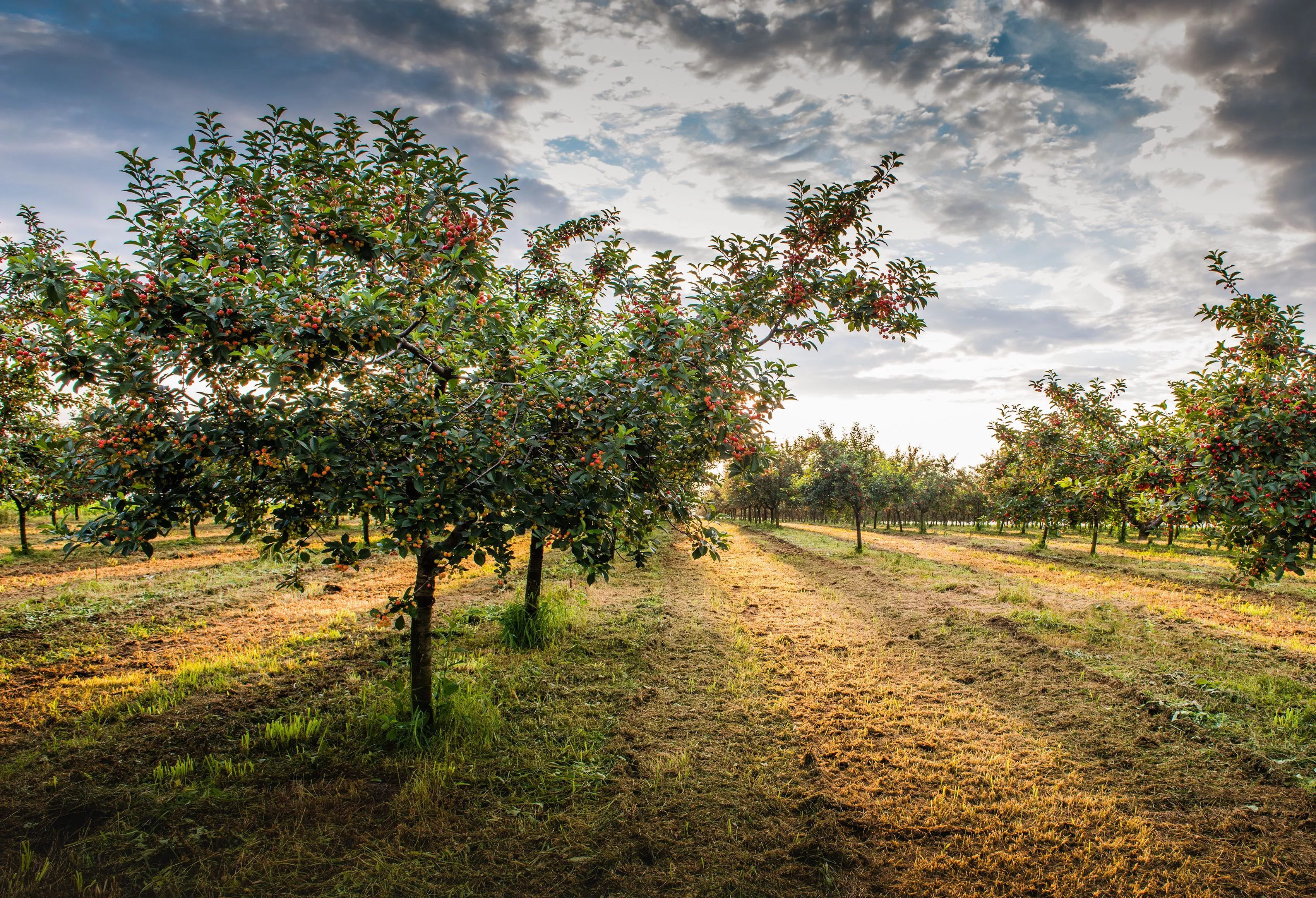 Ученые СНЦ РАН: урожай косточковых на Кубани оказался хорошим, несмотря на весенние заморозки