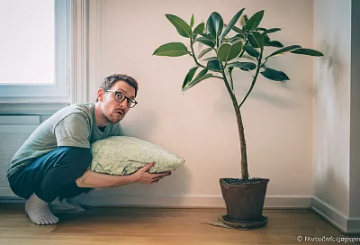 Как заставить фикус каучуконосный ветвиться: самый простой способ без надрезов