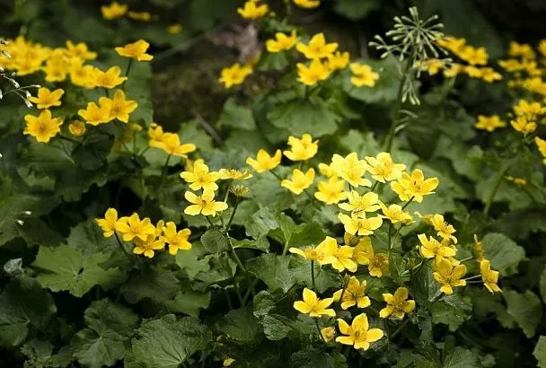 Экологично и эффективно: настой чистотела поможет избавиться от большинства вредителей