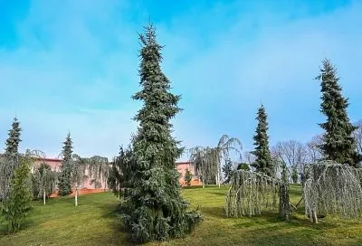 В новой очереди парка Галицкого в Краснодаре завершили сезонную высадку деревьев