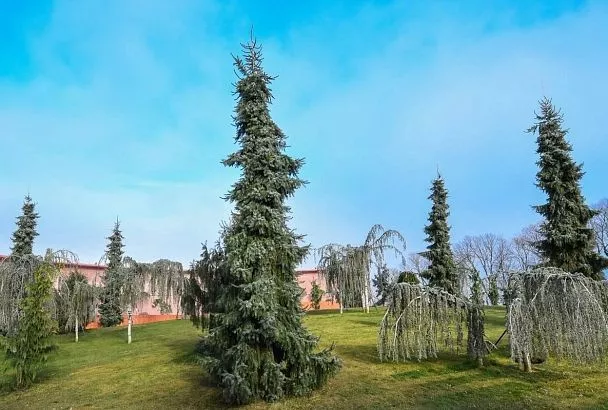 В новой очереди парка Галицкого в Краснодаре завершили сезонную высадку деревьев