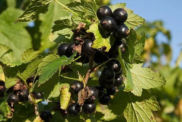 Тля на смородине: мыльный раствор по науке Россельхозцентра для убойного результата