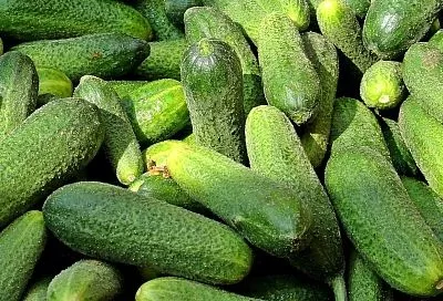 Дачники, сейте только эти 3 сорта огурцов: плоды атакуют грядки летом