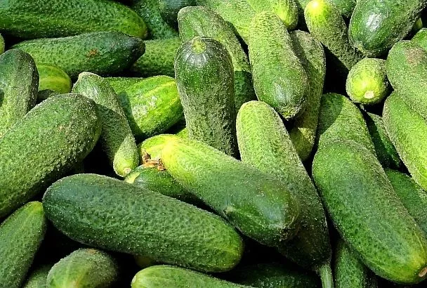 Дачники, сейте только эти 3 сорта огурцов: плоды атакуют грядки летом