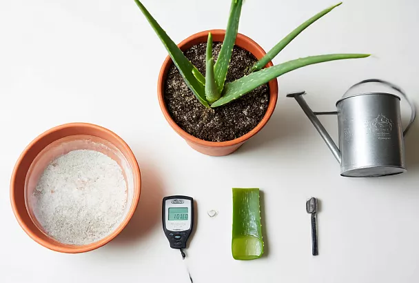 Алоэ дома капризничает? Я изменила 3 вещи — и оно ожило