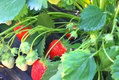 Внести под клубнику эти 3 простые добавки (на 1 м²) — и они в 2 раза увеличат ваш урожай уже в этом сезоне