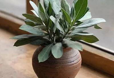 Секреты комнатного цветоводства: зачем хозяйки добавляют лавровый лист в горшки с растениями