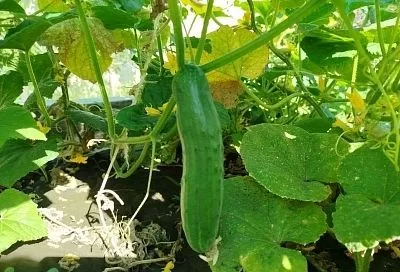 Что нельзя сажать после огурцов: не ждите урожая кабачков и арбузов