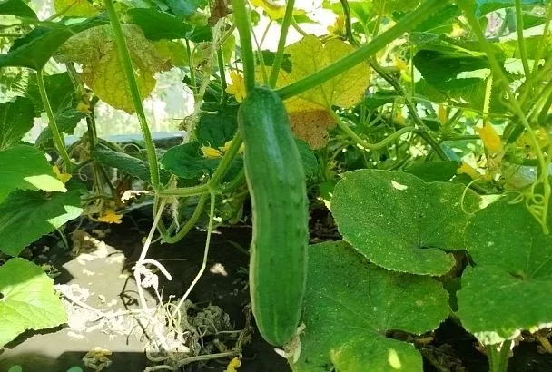 Что нельзя сажать после огурцов: не ждите урожая кабачков и арбузов