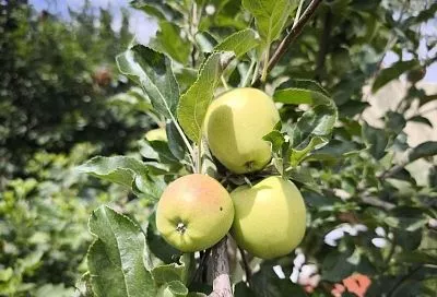 Перебродило и убило: дрожжевая подкормка плодовых деревьев летом может их погубить