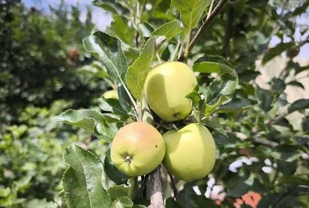 Перебродило и убило: дрожжевая подкормка плодовых деревьев летом может их погубить