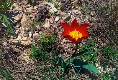 В горах Краснодарского края зацвели краснокнижные растения