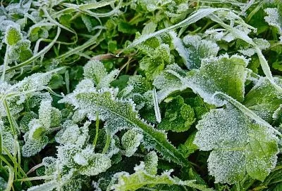 Заморозки возвращаются на Кубань: до -3 градусов ожидается в ближайшие ночи