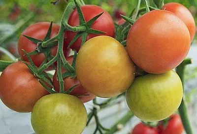 Агроном Ломонос: «Ускоряю созревание томатов всего одной подкормкой»