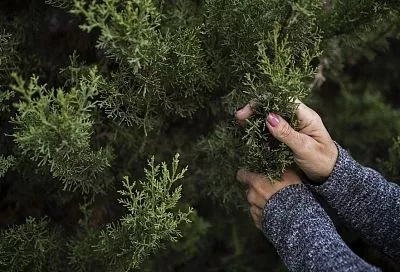 Моим хвойникам завидуют соседи: главное – подготовить их к зиме