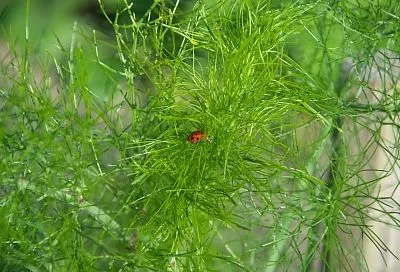 Почему плохо растет укроп: элементарные ошибки, исправив которые, вы получите обильный урожай этой зелени