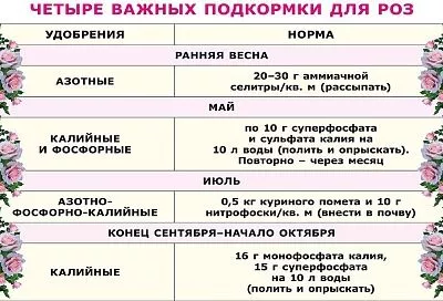 Четыре главные подкормки роз, сделав которые, вы получите обильное цветение до заморозков: сохраните нашу таблицу