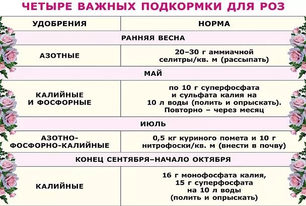 Четыре главные подкормки роз, сделав которые, вы получите обильное цветение до заморозков: сохраните нашу таблицу