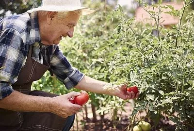 5 корневых подкормок томатов в июле — повышаю урожай и сахаристость без химии