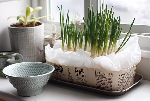 Зелёный лук без земли на подоконнике — бумажные полотенца и вода: свежая зелень каждые 10–14 дней