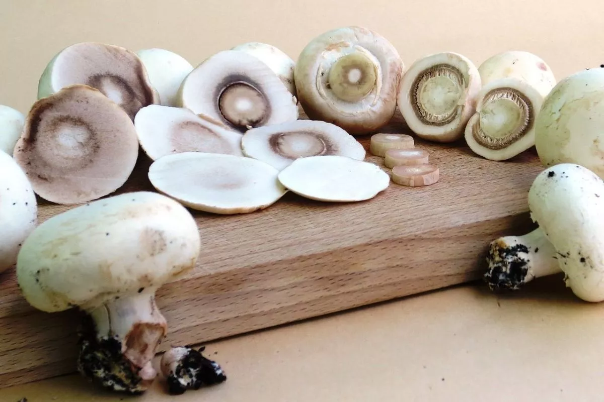 Грибы долго дома не задерживаются: готовлю их со сметаной - улетают только так