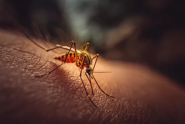 Почему комары кусают именно вас: объясняет врач