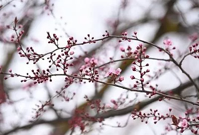 Не сакура, но похоже: декоративная слива расцветает в парке «Краснодар»