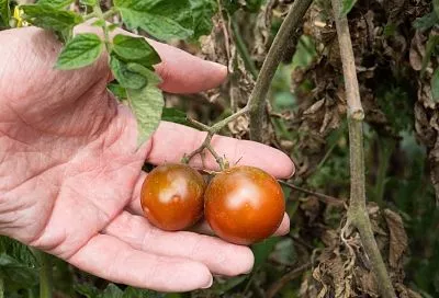 Если помидоры гниют на кустах: находим причины и сразу спасаем урожай