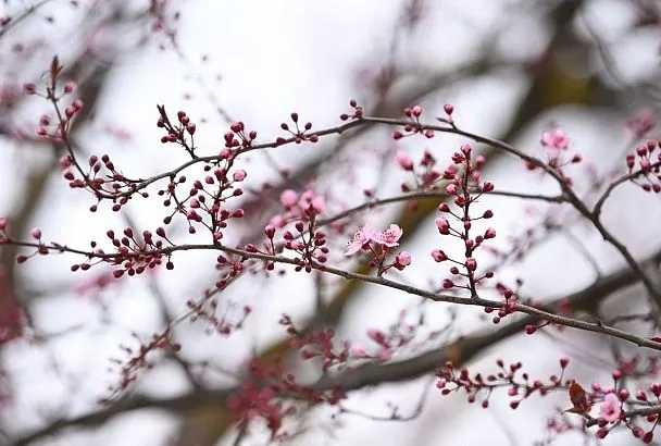 Не сакура, но похоже: декоративная слива расцветает в парке «Краснодар»