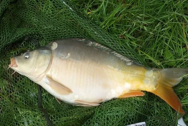 Шок для рыбаков Кубани! С 7 июля — экстремальная жара, но карпы ловятся! Тактика трофейной рыбалки