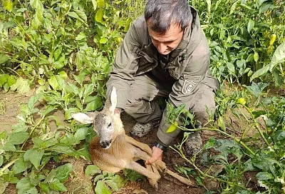 Угодившего во двор частного дома косуленка спасли в селе под Сочи 