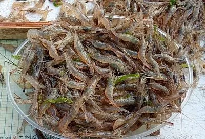 Промысловые запасы креветок в Азовском море увеличились в 3,5 раза за пять лет