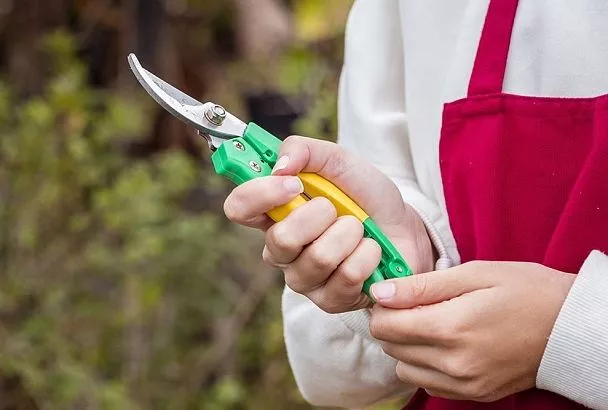 Обрезаю малину весной так – и всегда щедрый урожай: ремонтантная vs обычная