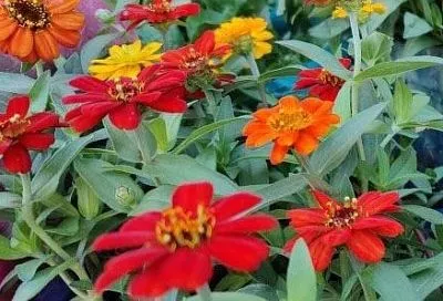 Пересаживаю многолетники в августе: делю пионы, ирисы, лилейники – 3 правила агронома