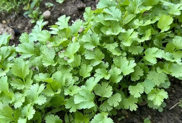 Нитраты в овощах и фруктах: стоит ли бояться и как уменьшить риски