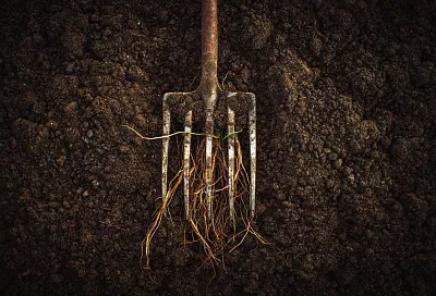 Как мы победили сорняки на заброшенной даче: опыт, лайфхаки и неожиданный фаворит