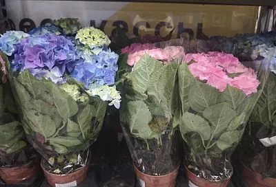 Гортензия в квартире: роскошный подарок, который превращается в капризный цветок