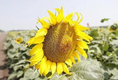 В Краснодарском крае урожайность всех зерновых и технических культур выше прошлогодней в 1,5 раза