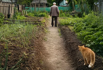 Какие овощи можно сеять сразу в грунт без рассады — экономим время и силы
