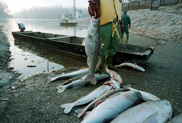 Цена золотой лихорадки: отравленные реки, мертвая рыба, украденное здоровье