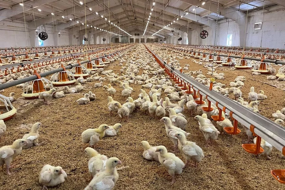 Приморско-Ахтарский округ занимает первое место на юге России по производству мяса птицы и второе – по выпуску яиц. Приморско-Ахтарский округ занимает первое место на юге России по производству мяса птицы и второе – по выпуску яиц.