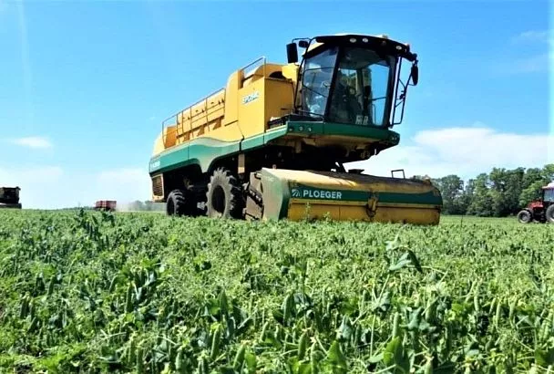 Губернатор Вениамин Кондратьев рассказал, как на Кубани идет уборка зеленого горошка