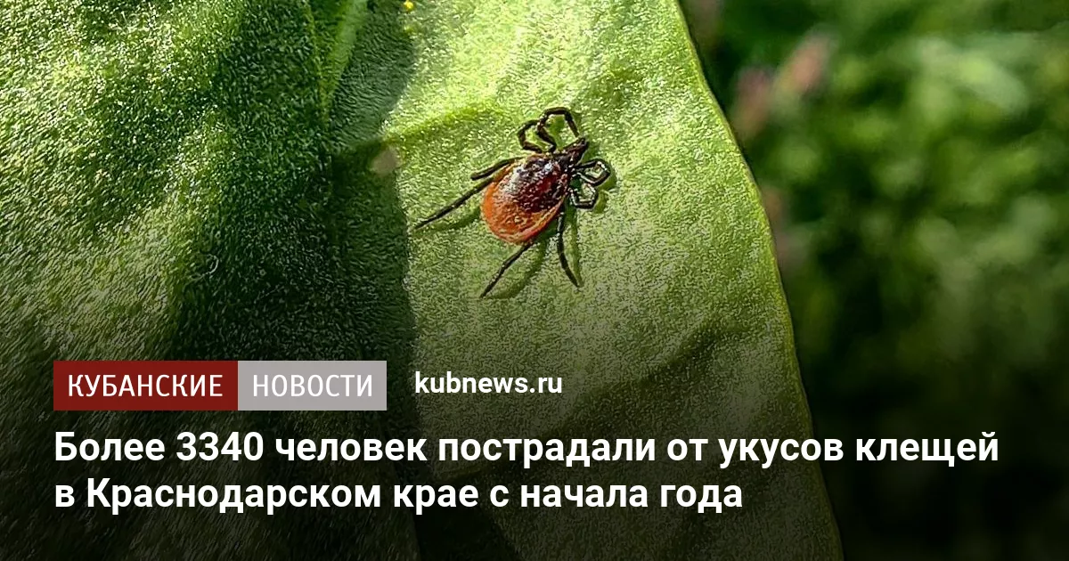 Более 3340 человек пострадали от укусов клещей в Краснодарском крае с начала года