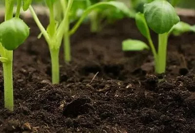 Грунт для рассады своими руками: добавил вермикулит и Фитоспорин — сеянцы крепкие, без гнили