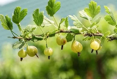 Пересаживаем крыжовник осенью: омоложение плюс плодоношение