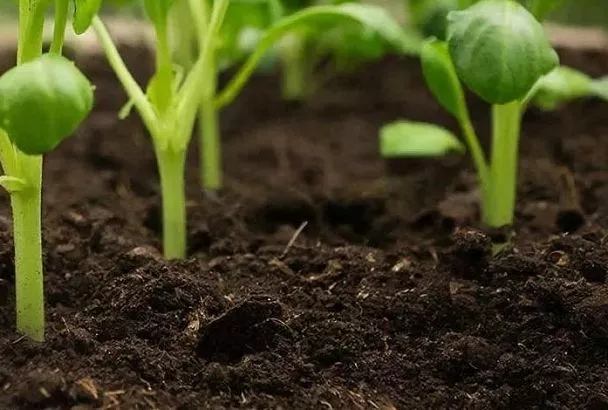 Грунт для рассады своими руками: добавил вермикулит и Фитоспорин — сеянцы крепкие, без гнили