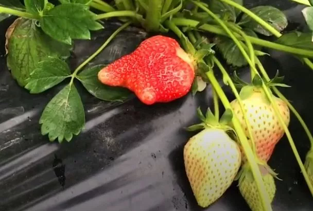 Какое чудо — клубника Альба: 5 причин сделать ее королевой вашей плантации